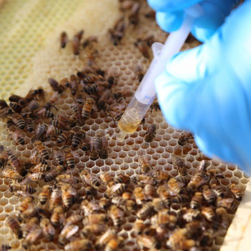 SynTech N. America experts provide pollinator study training