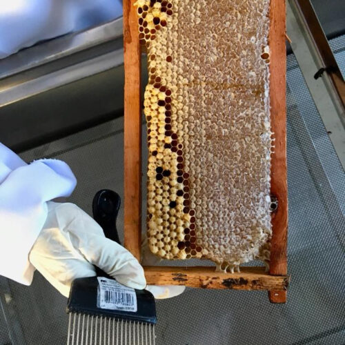 SynTech’s Global Pollinator Field Testing Capabilities