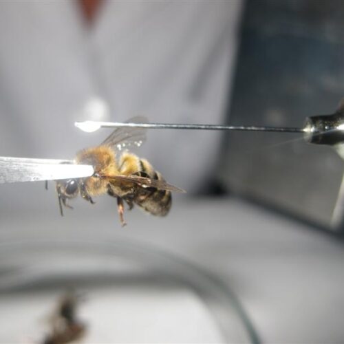 Expert services provide quality results in SynTech Brazil’s Pollinator Program