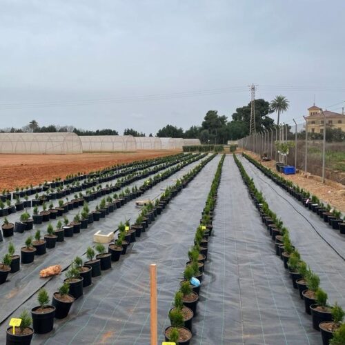 SynTech Spain’s controlled release fertiliser trials