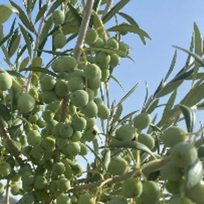 SynTech offers specialist Olive processing service