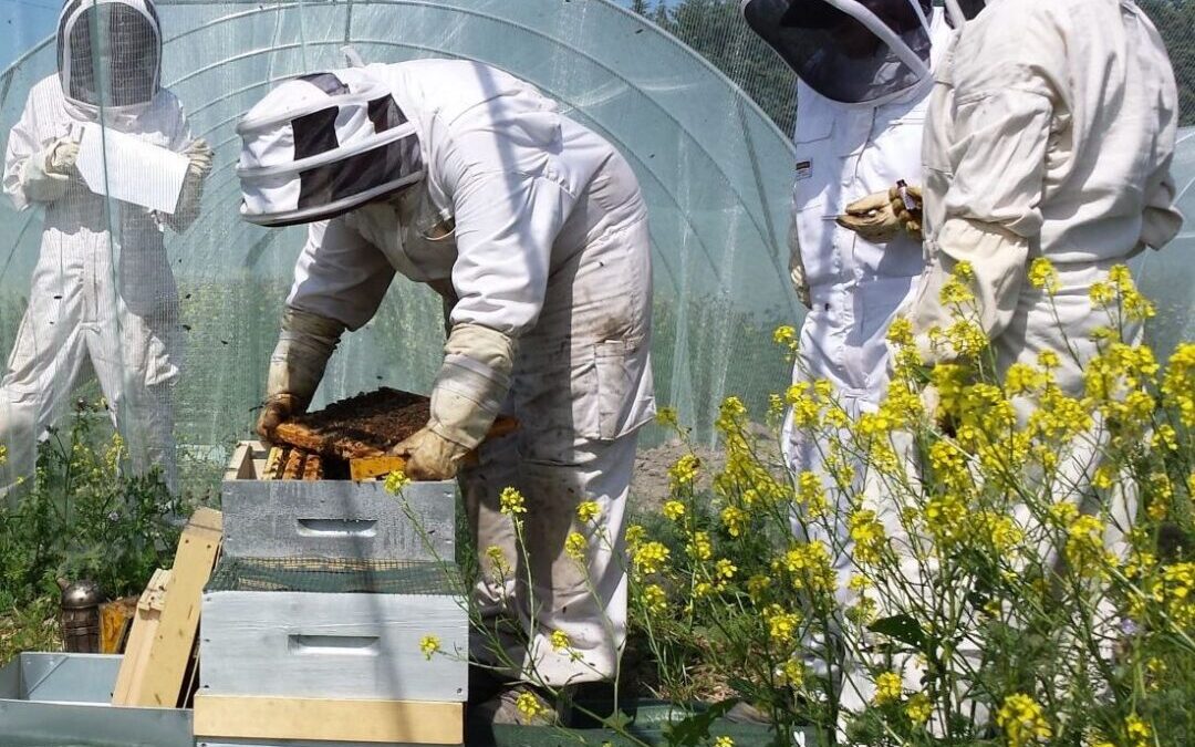 SynTech involved in bee testing and EFSA consultations